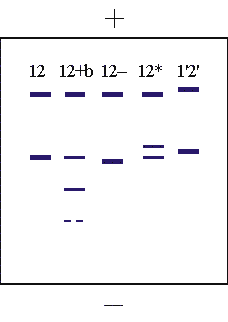 pgd.gif