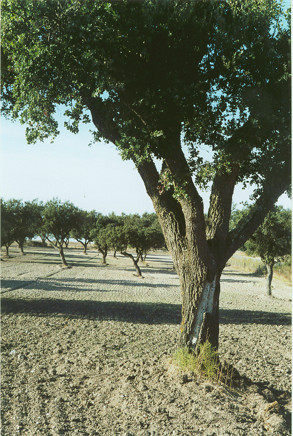 fotoalc.gif