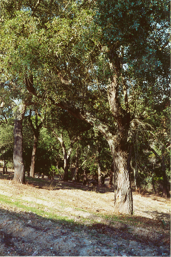 fotocab.gif