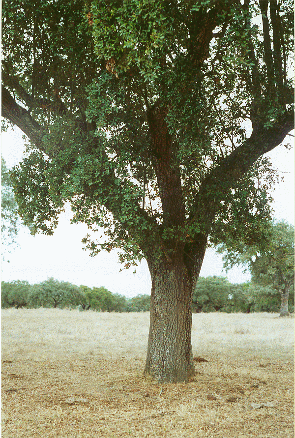 fotosm1.gif