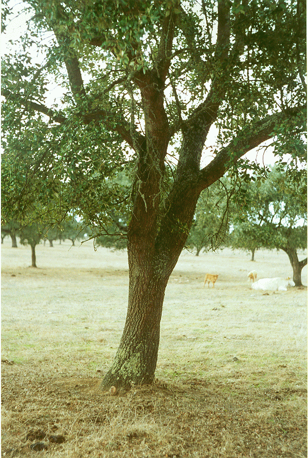 fotosm2.gif
