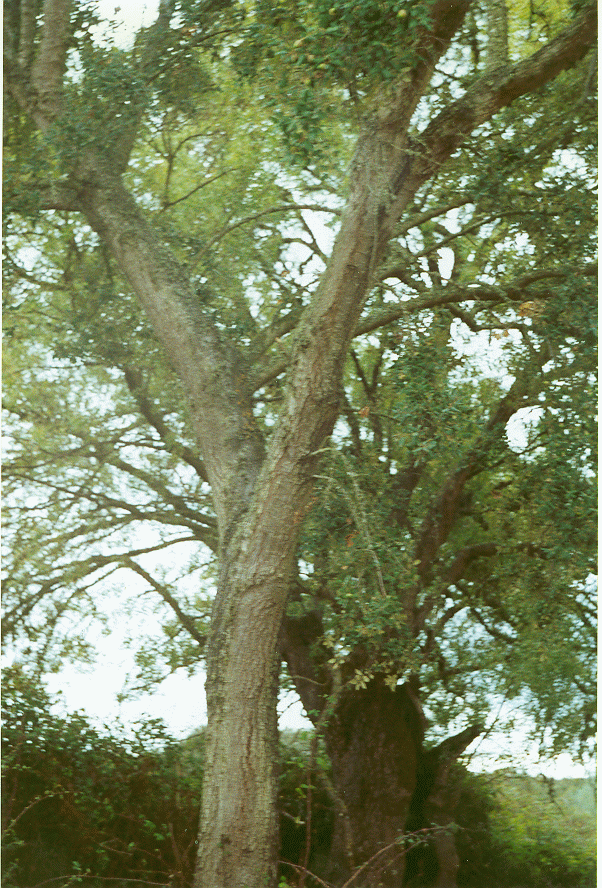 fotosm3.gif